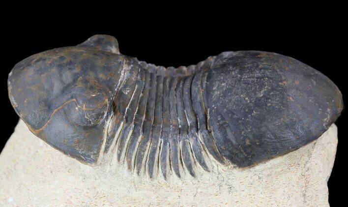 Paralejurus Trilobite Fossil - Foum Zguid, Morocco #53522